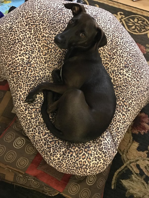 /2017/my-beanbag/image0