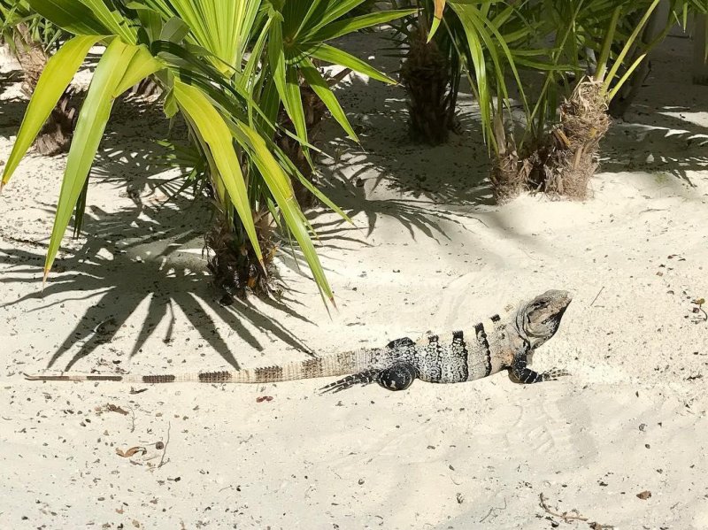 /2017/this-little-guy-greeted-us-on-the-way-to-the/image0