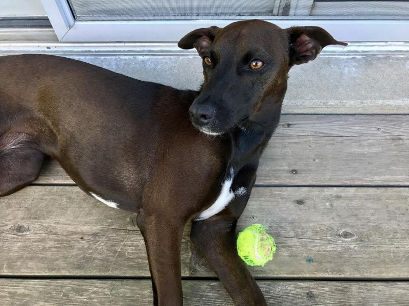 /2017/tired-after-a-good-session-of-fetch/image0