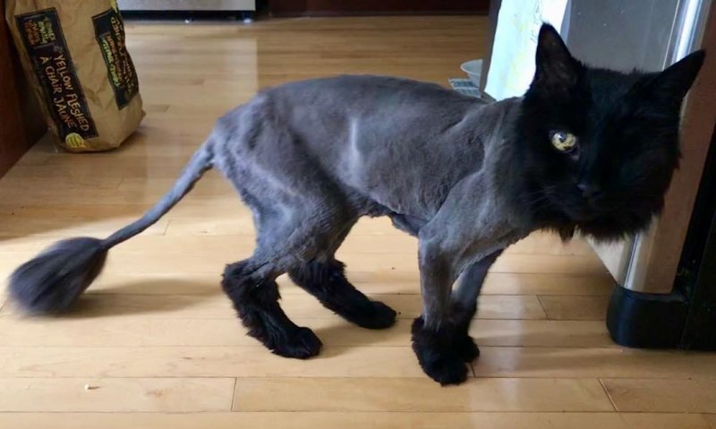 /2018/someone-got-a-haircut-today/image0