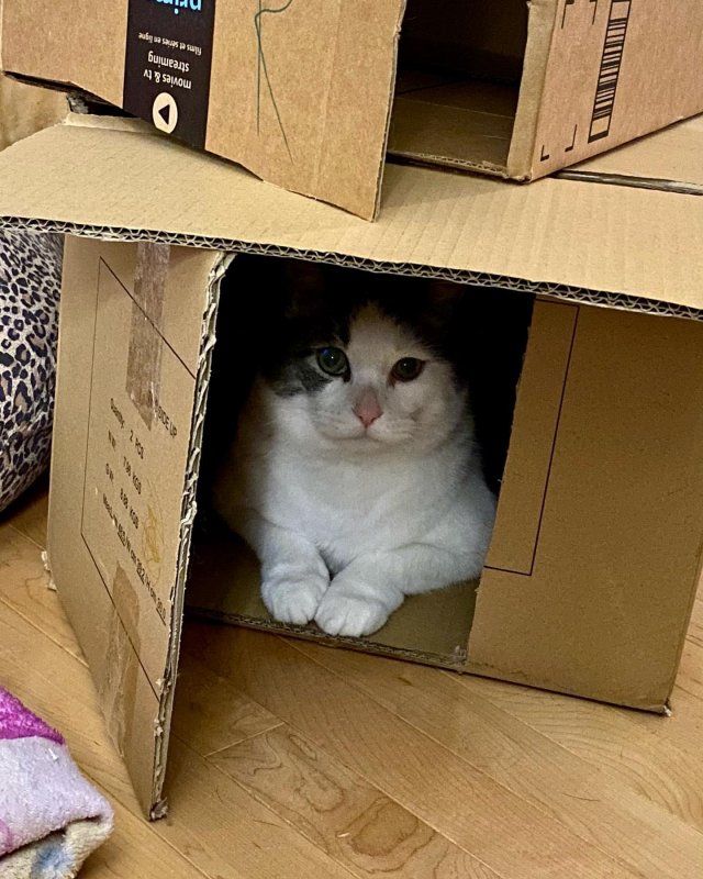 /2020/a-in-its-natural-habitat/image0