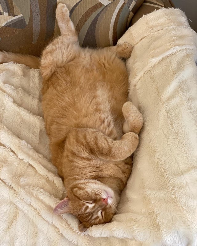 /2020/cat-nap/image0