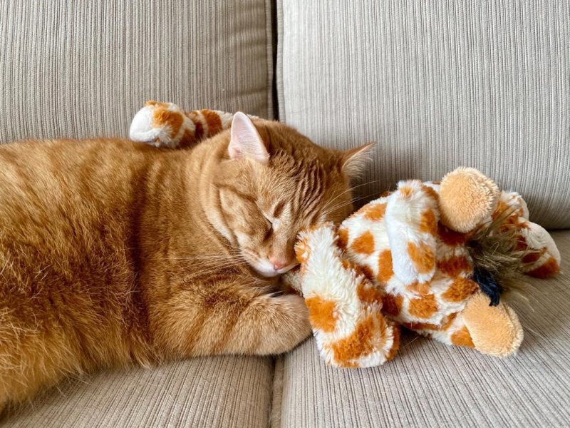 /2020/cuddling-with-the-dogs-toys/image0