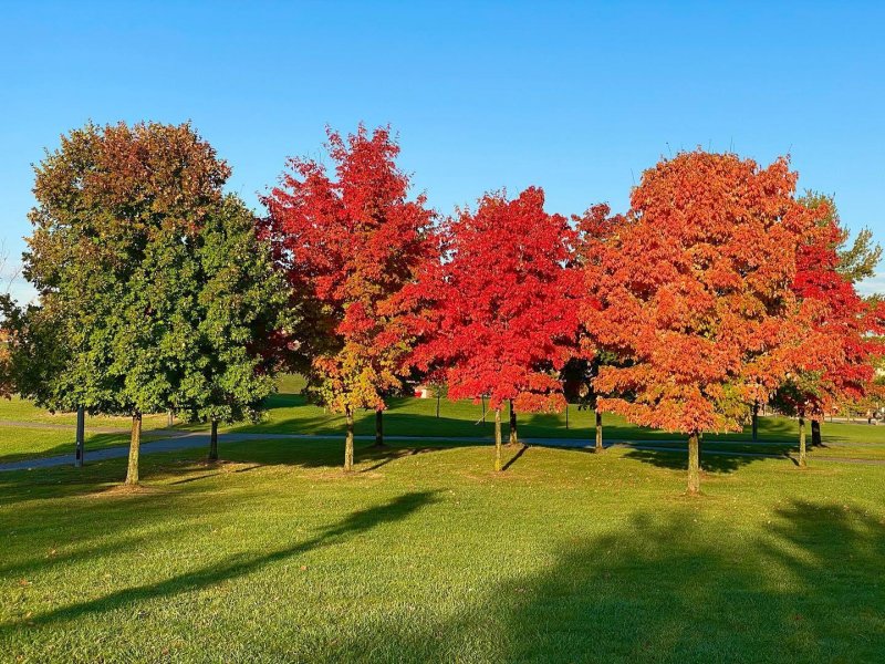 /2020/fall-is-in-full-swing-shotoniphone-fall-autumn-leaves/image0