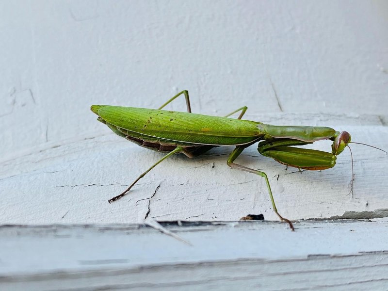 /2020/had-this-little-guy-outside-todayprayingmantis-shotoniphone-bug/image0